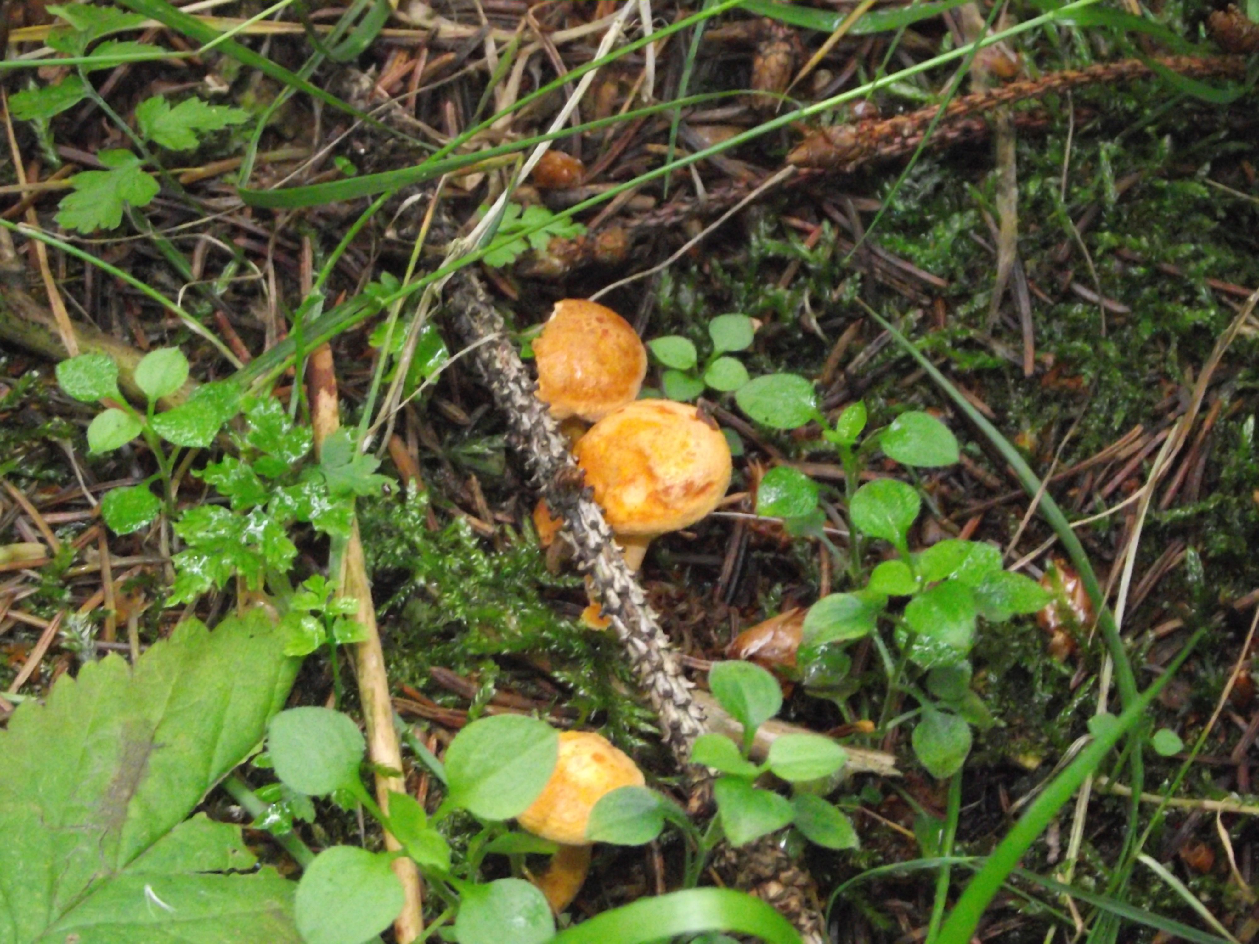 Falscher Pfifferling